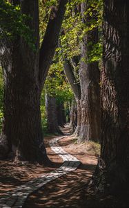 Preview wallpaper park, trees, path, turn