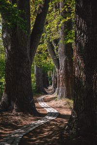 Preview wallpaper park, trees, path, turn