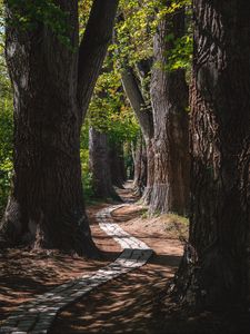 Preview wallpaper park, trees, path, turn