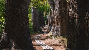 Preview wallpaper park, trees, path, turn