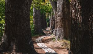 Preview wallpaper park, trees, path, turn