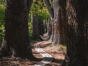 Preview wallpaper park, trees, path, turn