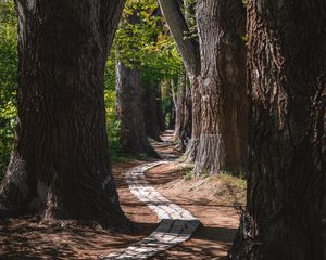 Preview wallpaper park, trees, path, turn