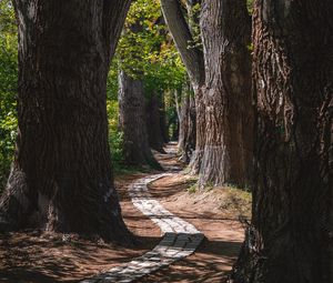 Preview wallpaper park, trees, path, turn