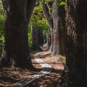 Preview wallpaper park, trees, path, turn