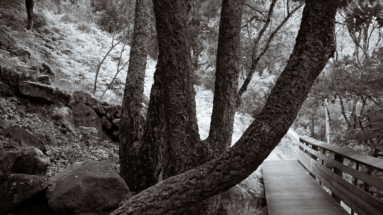 Wallpaper park, trees, path, nature, black and white, sepia