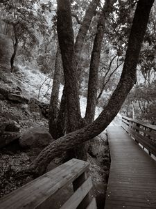 Preview wallpaper park, trees, path, nature, black and white, sepia