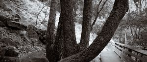 Preview wallpaper park, trees, path, nature, black and white, sepia