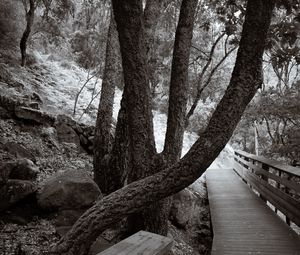 Preview wallpaper park, trees, path, nature, black and white, sepia