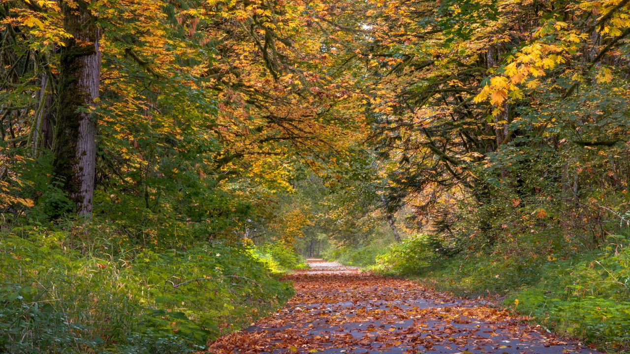Wallpaper park, trees, path, fallen leaves, autumn, landscape
