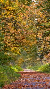 Preview wallpaper park, trees, path, fallen leaves, autumn, landscape