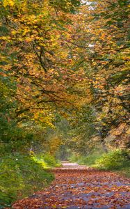 Preview wallpaper park, trees, path, fallen leaves, autumn, landscape