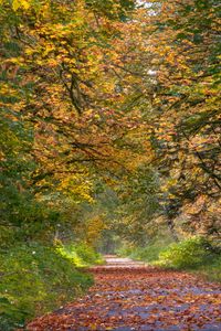 Preview wallpaper park, trees, path, fallen leaves, autumn, landscape