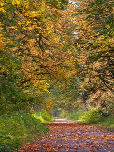 Preview wallpaper park, trees, path, fallen leaves, autumn, landscape