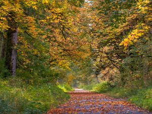 Preview wallpaper park, trees, path, fallen leaves, autumn, landscape