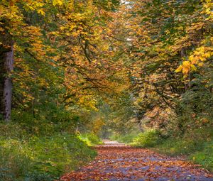 Preview wallpaper park, trees, path, fallen leaves, autumn, landscape