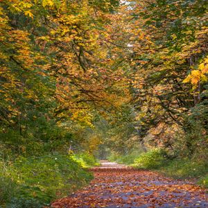 Preview wallpaper park, trees, path, fallen leaves, autumn, landscape
