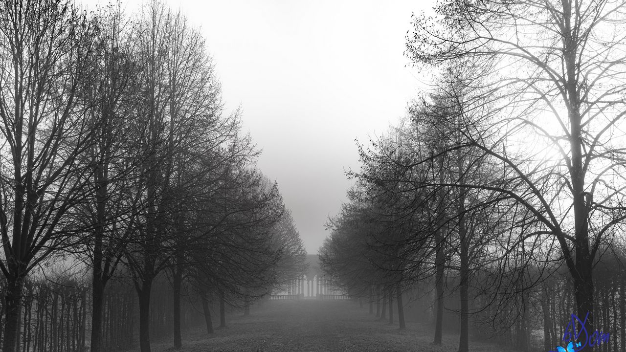 Wallpaper park, trees, path, black and white, landscape