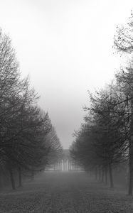 Preview wallpaper park, trees, path, black and white, landscape