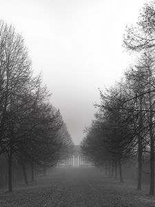 Preview wallpaper park, trees, path, black and white, landscape