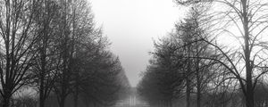 Preview wallpaper park, trees, path, black and white, landscape