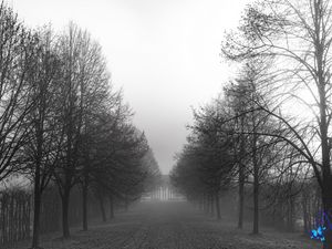 Preview wallpaper park, trees, path, black and white, landscape