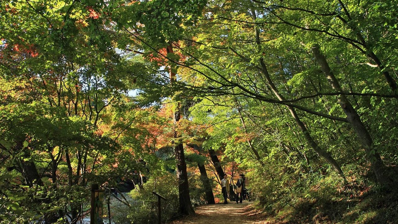 Wallpaper park, trees, summer, leaves