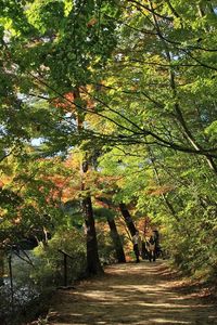 Preview wallpaper park, trees, summer, leaves