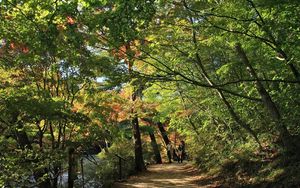 Preview wallpaper park, trees, summer, leaves