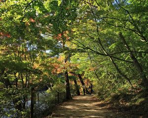 Preview wallpaper park, trees, summer, leaves