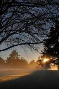 Preview wallpaper park, trees, sun, light, fir-tree, shadows