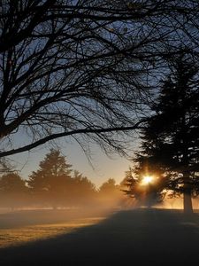 Preview wallpaper park, trees, sun, light, fir-tree, shadows