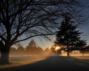 Preview wallpaper park, trees, sun, light, fir-tree, shadows