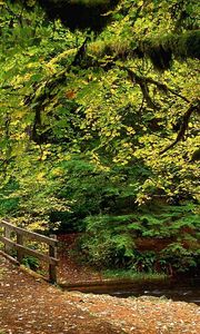 Preview wallpaper park, trees, wood, river, bridge, autumn, leaves