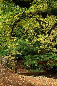 Preview wallpaper park, trees, wood, river, bridge, autumn, leaves