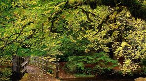 Preview wallpaper park, trees, wood, river, bridge, autumn, leaves