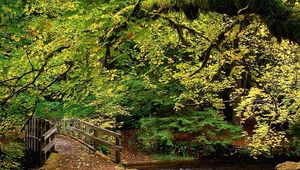 Preview wallpaper park, trees, wood, river, bridge, autumn, leaves