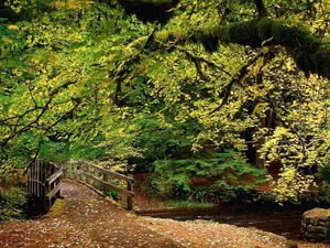 Preview wallpaper park, trees, wood, river, bridge, autumn, leaves