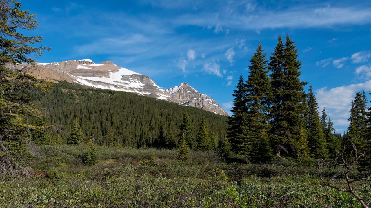 Wallpaper parks canada, mountain, forest, landscape, bushes, nature