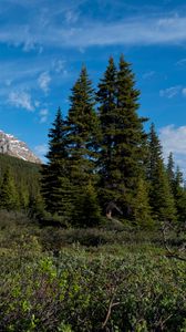 Preview wallpaper parks canada, mountain, forest, landscape, bushes, nature