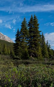 Preview wallpaper parks canada, mountain, forest, landscape, bushes, nature