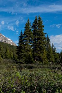 Preview wallpaper parks canada, mountain, forest, landscape, bushes, nature