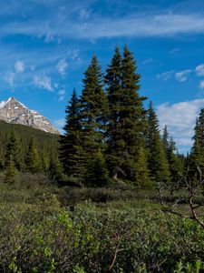 Preview wallpaper parks canada, mountain, forest, landscape, bushes, nature