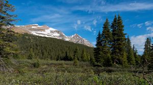 Preview wallpaper parks canada, mountain, forest, landscape, bushes, nature