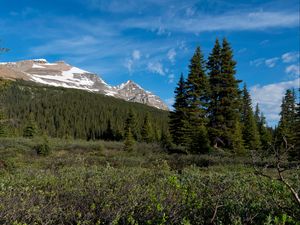 Preview wallpaper parks canada, mountain, forest, landscape, bushes, nature