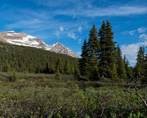 Preview wallpaper parks canada, mountain, forest, landscape, bushes, nature