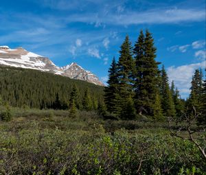 Preview wallpaper parks canada, mountain, forest, landscape, bushes, nature