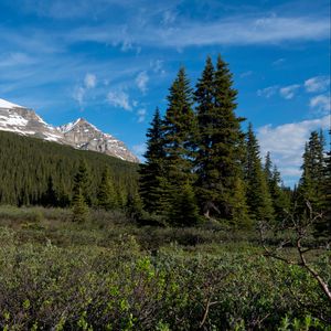 Preview wallpaper parks canada, mountain, forest, landscape, bushes, nature