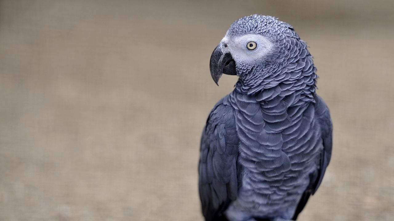 Wallpaper parrot, african grey parrot, color, bird