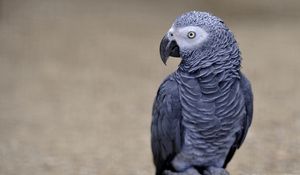 Preview wallpaper parrot, african grey parrot, color, bird